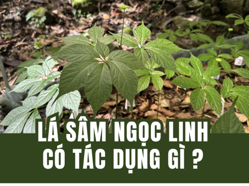 [Giải Mã] Lá Sâm Ngọc Linh Có Tác Dụng Gì? Ai Dùng, Ai Không Nên Dùng?